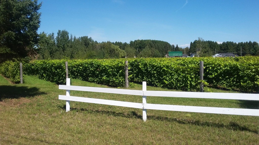 La Bonté DiVigne Vineyard