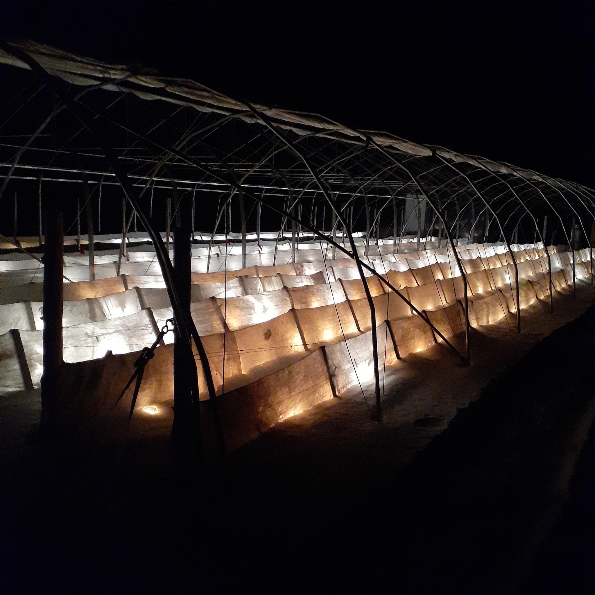 Vignoble sous la neige